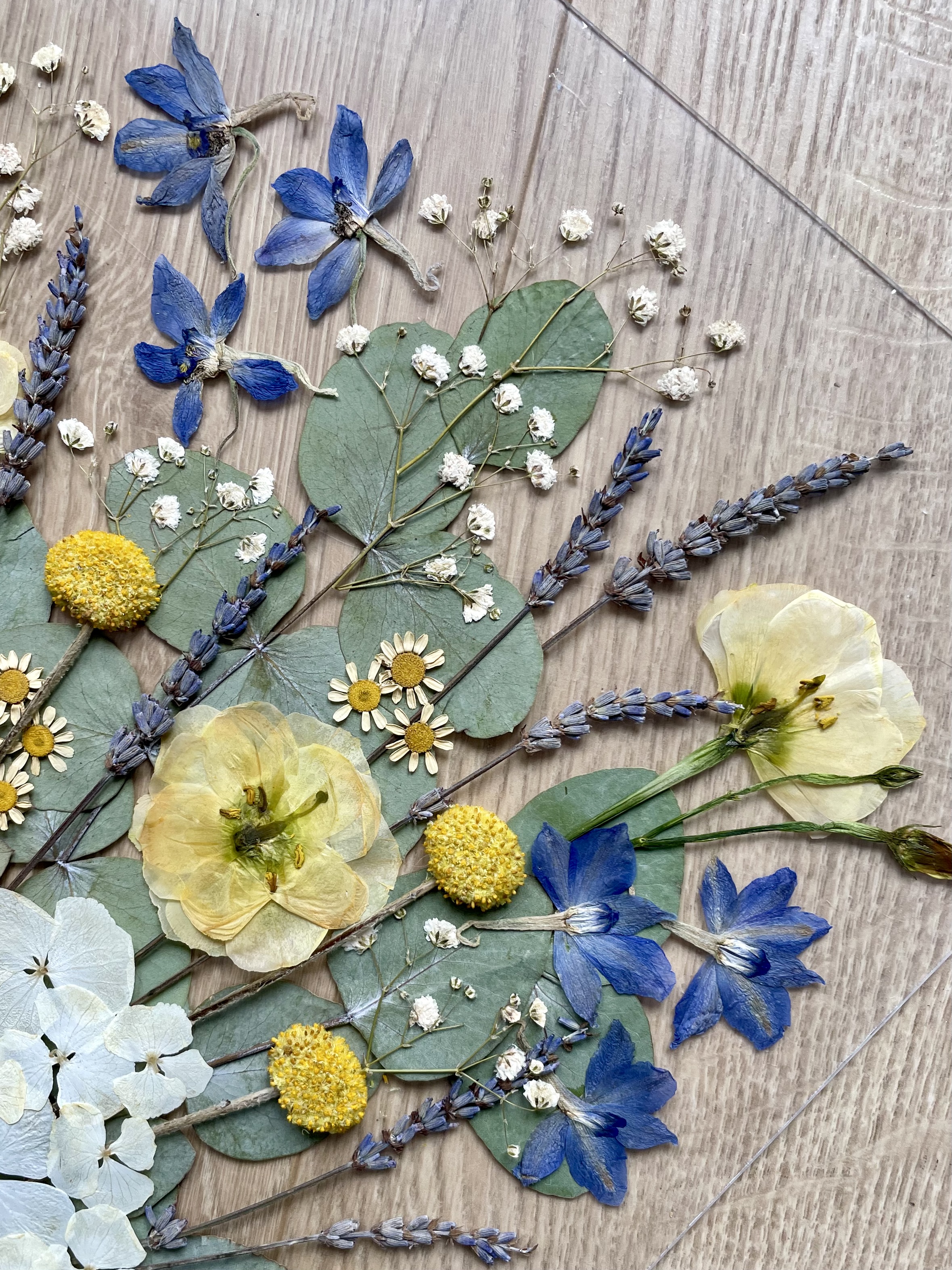 Delphinium pressé herbier bouquet de mariage