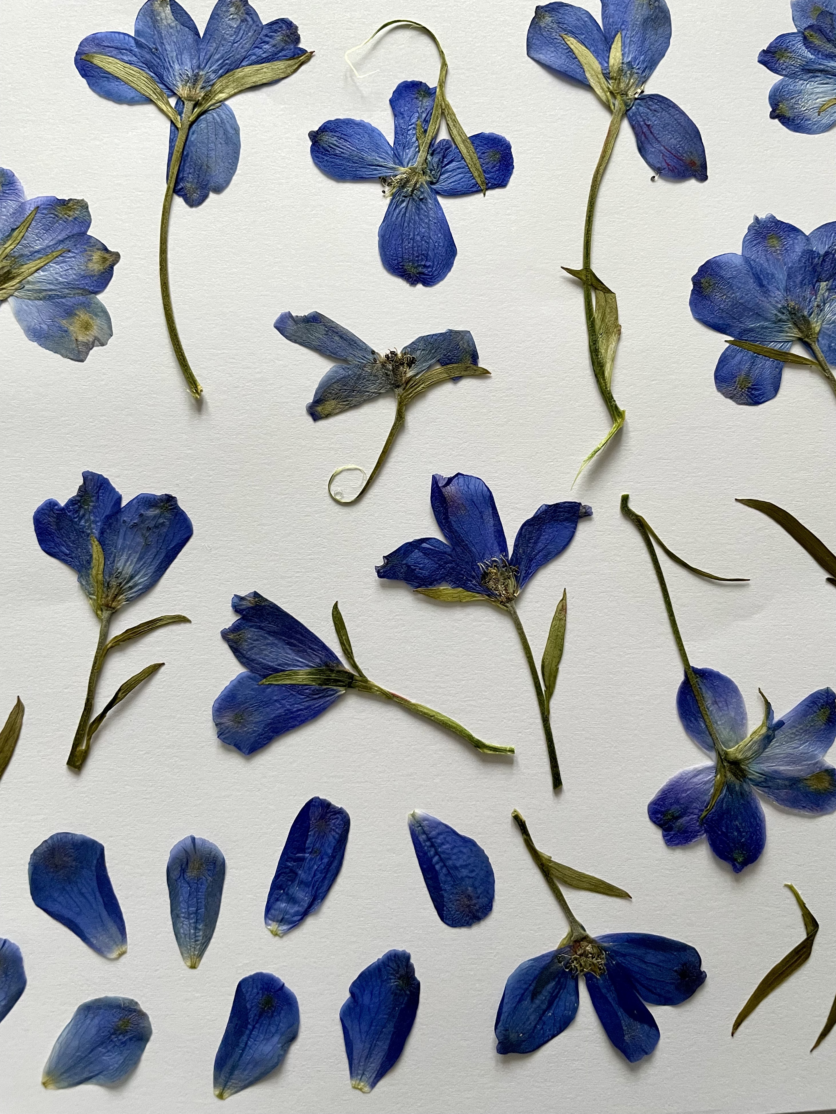 Delphinium pressé conservation bouquet de mariée