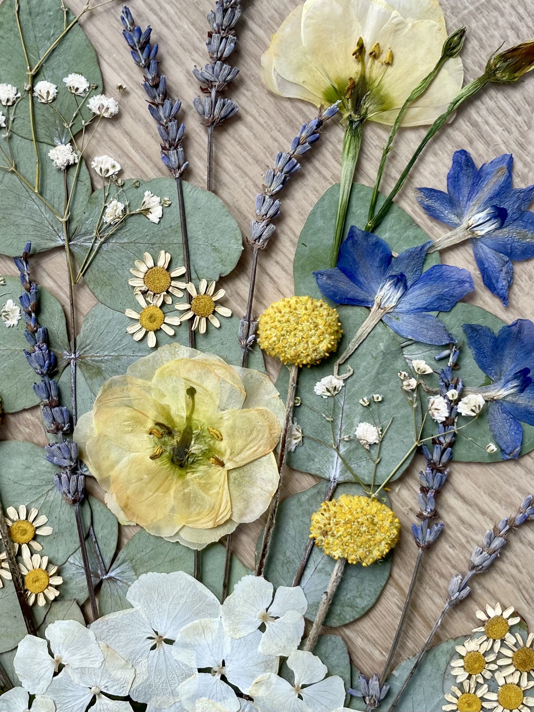 Eucalyptus pressé composition herbier