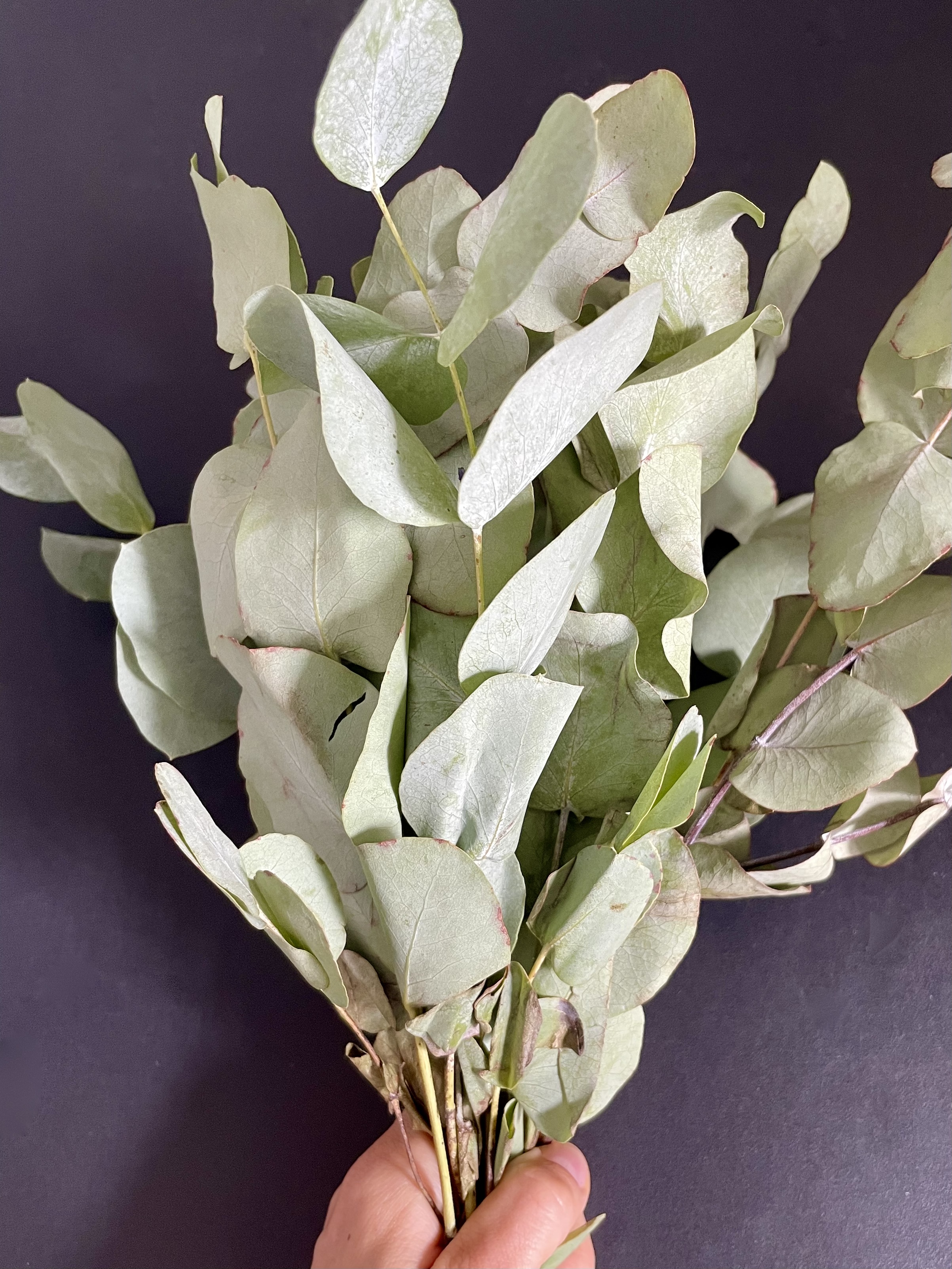 Eucalyptus pressé composition herbier