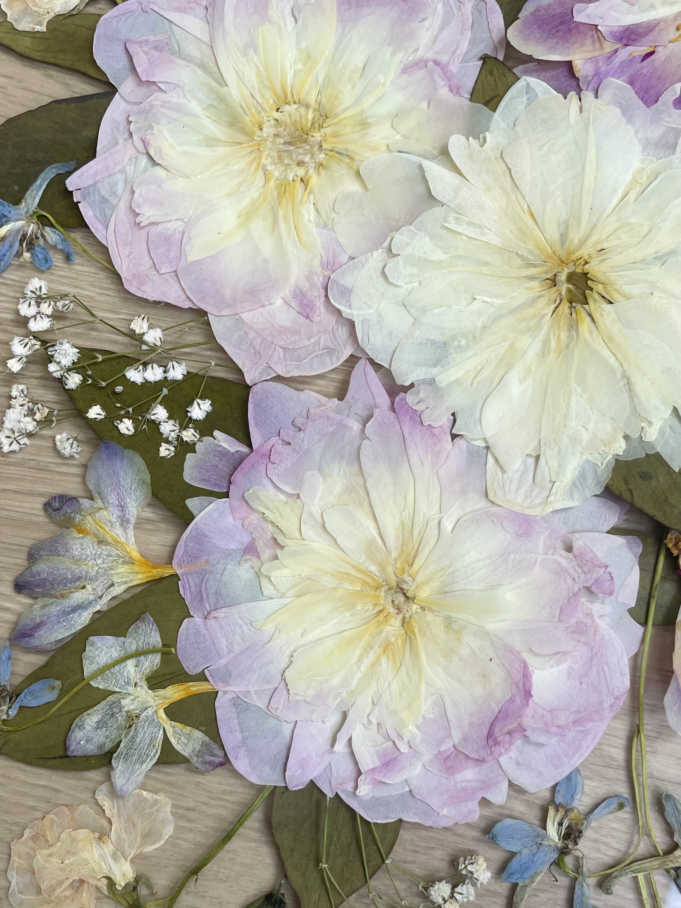 Pivoine pressée bouquet mariée herbier