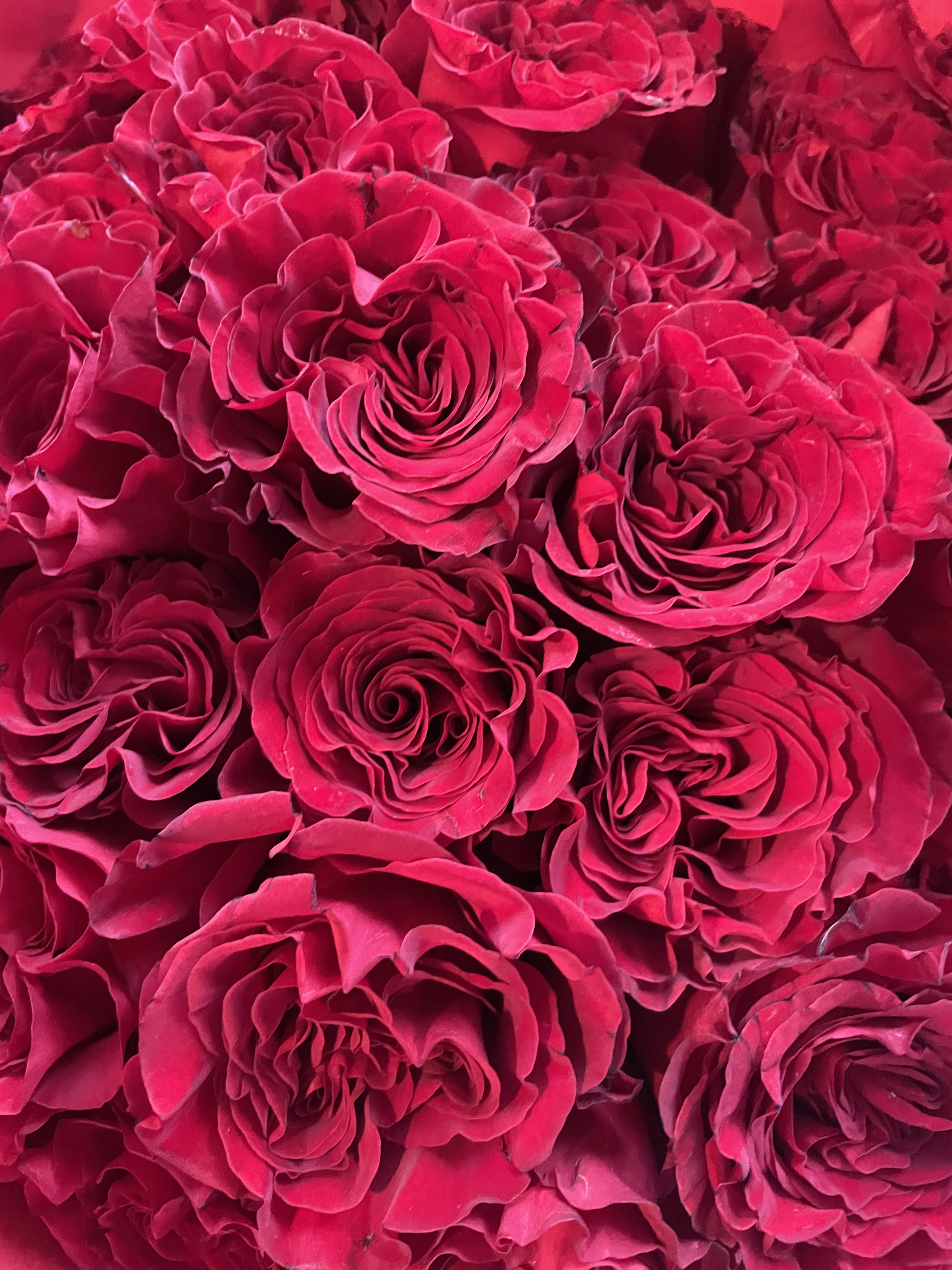 Conserver un bouquet de roses en herbier pressé